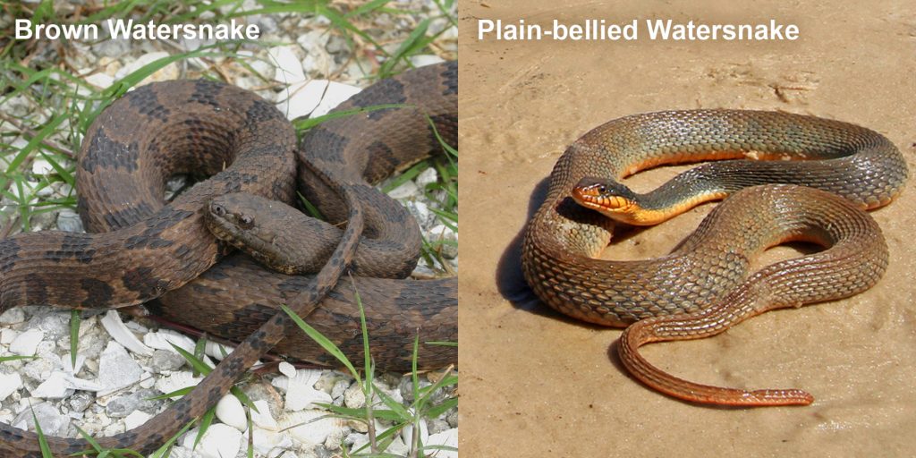two images side by side - Image 1: coiled brown snake with dark brown markings. Image 2: brown snake coiled on sandy river bank