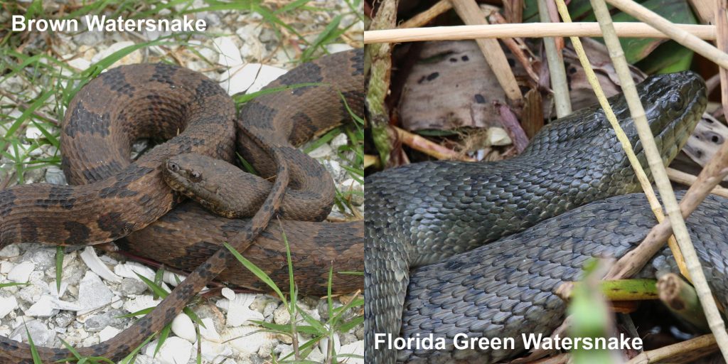 two images side by side - Image 1: brown watersnake - coiled brown snake with dark brown markings. Image 2: dull green snake in marsh grass.