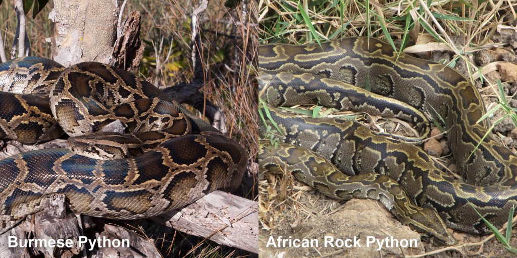 two images side by side - Image 1: Burmese Python - large snake coiled on a tree stump. Image 2: African Rock Pythons - large snake with pattern