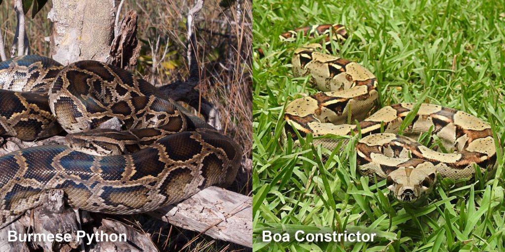 two images side by side - Image 1: Burmese Python - large snake coiled on a tree stump Image 2: Constrictor - Boa constrictor crawling through green grass.