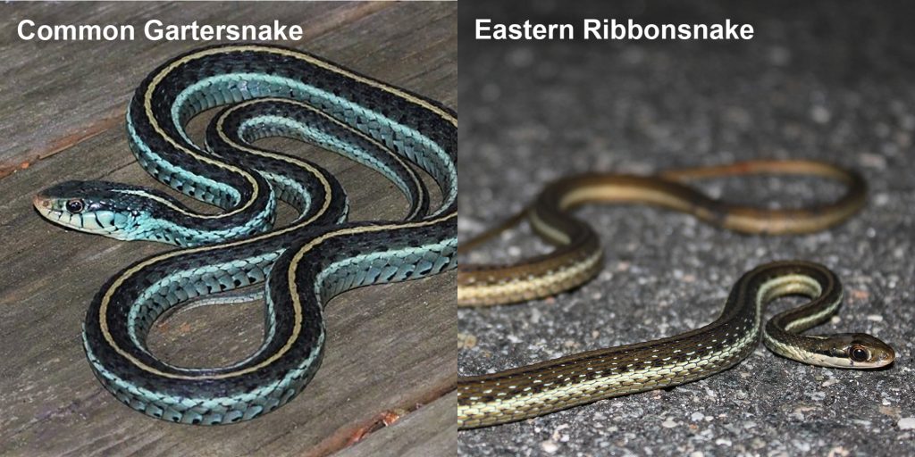 two images side by side - Image 1: Common gartersnake - snake with black, blue and yellow stripes. Image 2: Eastern Ribbonsnake - snake with horizontal stripes.