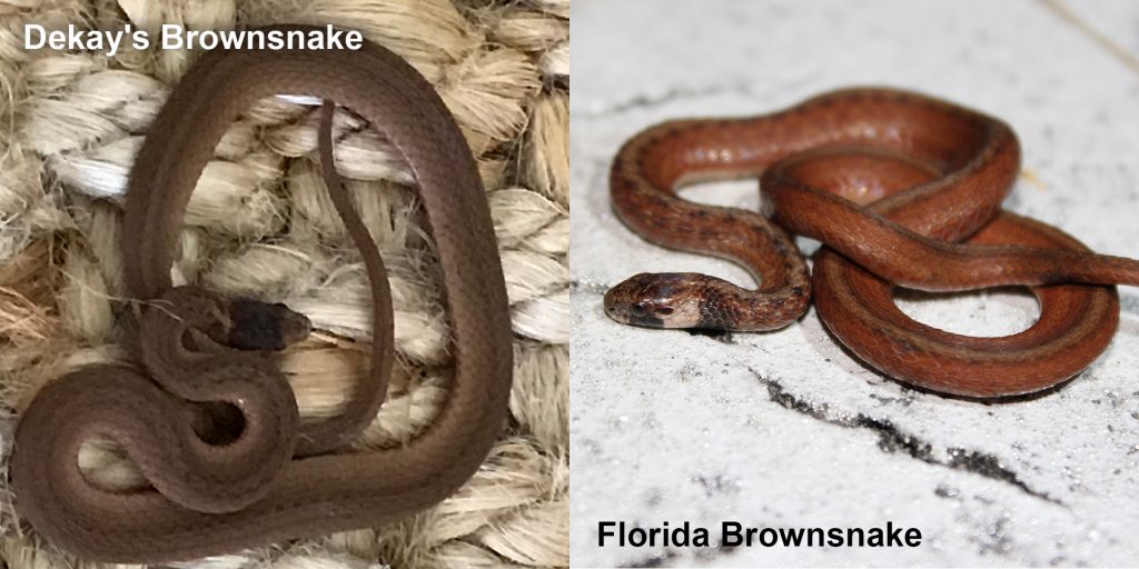 two images side by side - Image 1: Dekay's Brownsnake - small brown snake on fiber. Image 2: Florida Brownsnake - small brown snake with tan under neck