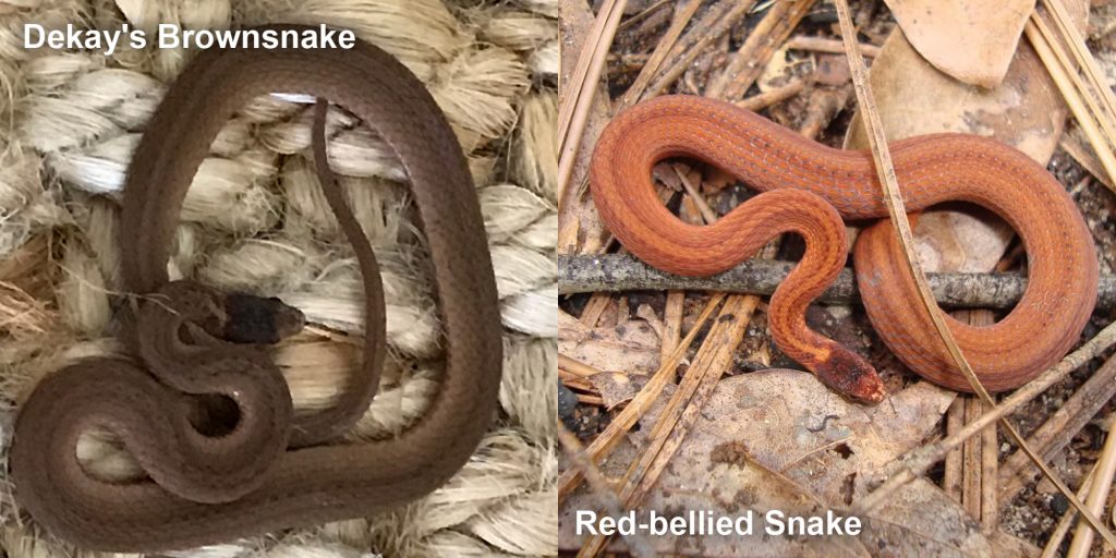 two images side by side - Image 1: Dekay's Brownsnake - small brown snake on fiber. Image 2: Red-bellied Snake - small orange snake with brown stripes