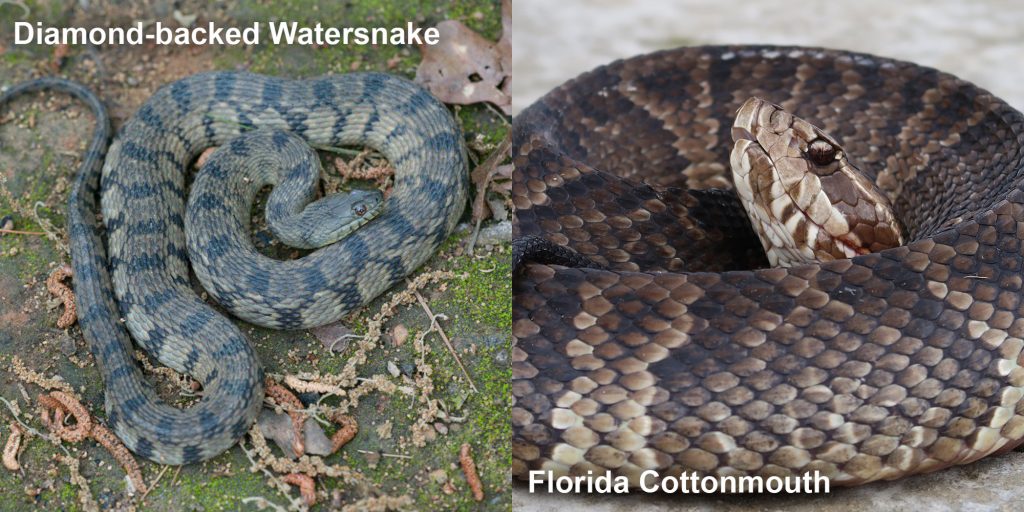 Side by side comparison of a Diamond-backed Watersnake - gray and green snake with diamond pattern - and a Florida Cottonmouth.