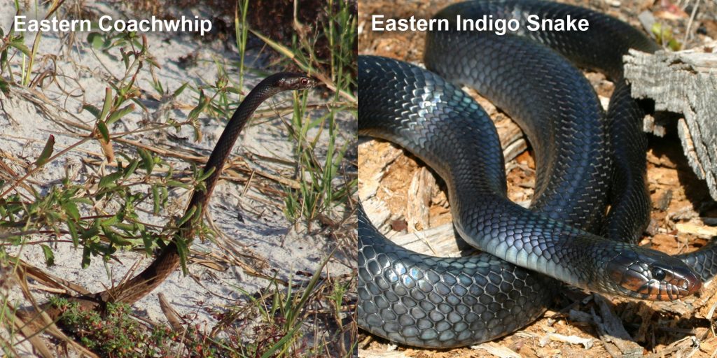 two images side by side - Image 1: Eastern coachwhip - snake with its head raised above the grass.. Image 2: blue-black snake with red marking under its jaw