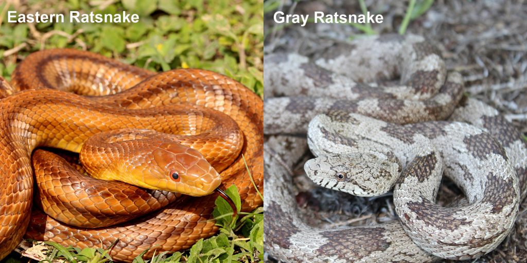 two images side by side - Image 1: Eastern ratsnake - coiled reddish-brown snake with darker stripes. Snake is showing black and red tongue. Image 2: Gray ratsnake - coiled gray and brown snake.