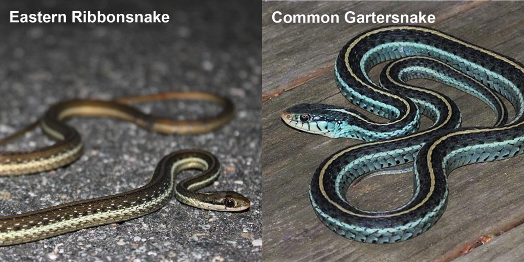 two images side by side - Image 1: Eastern Ribbonsnake - snake with horizontal stripes. Image 2: Common gartersnake - snake with black, blue and yellow stripes.
