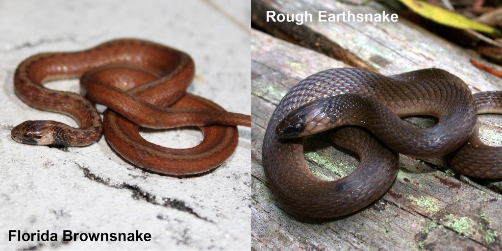 two images side by side - Image 1: Florida Brownsnake. small brown snake with tan under neck Image 2: Rough Earthsnake. brown snake coiled on a log