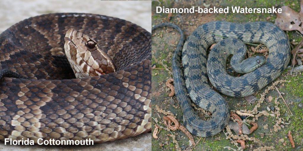 two images side by side - Image 1: Florida Cottonmouth - coiled snake with its head raised. Image 2: Diamond-backed Watersnake - gray and green snake with diamond pattern
