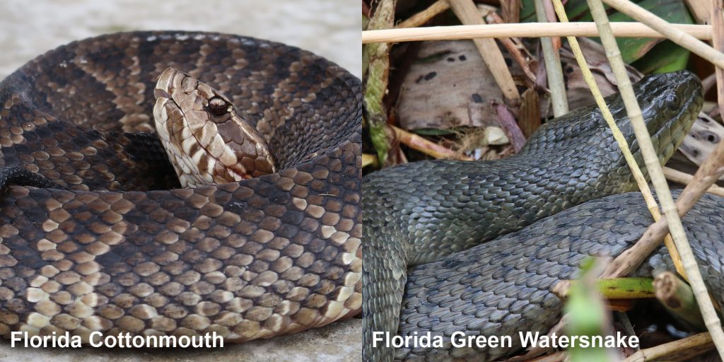 two images side by side - Image 1: Florida Cottonmouth coiled with head raised. Image 2: dull green snake in marsh grass.