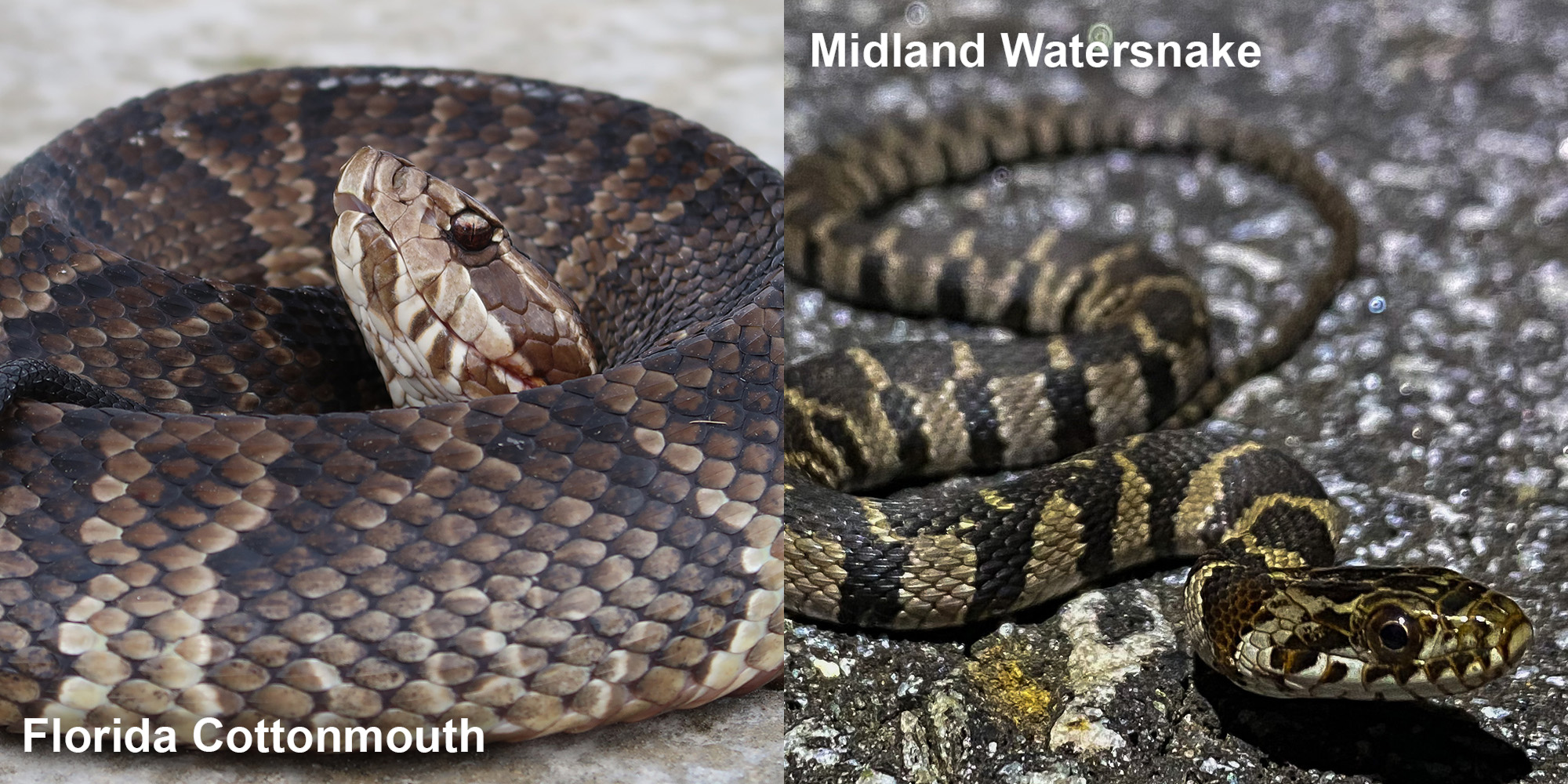 Midland Watersnake Florida Snake ID Guide