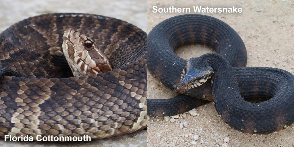 Side by side comparison of a Florida Cottonmouth and a Southern Watersnake.