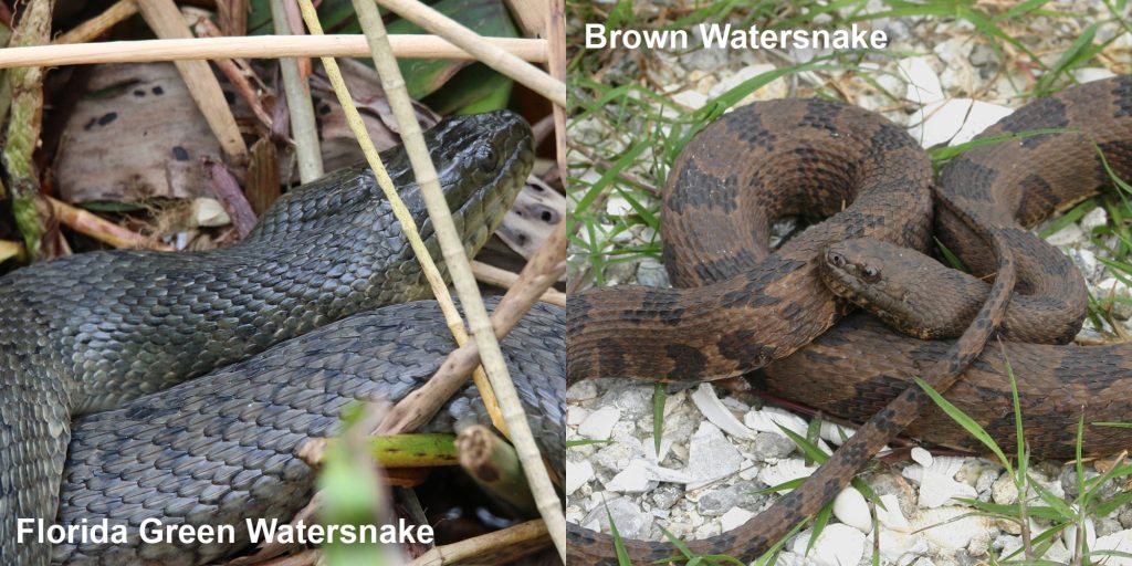 two images side by side - Image 1: Florida Green Watersnake dull green snake in marsh grass. Image 2: Adult brown watersnake - coiled brown snake with dark brown markings.