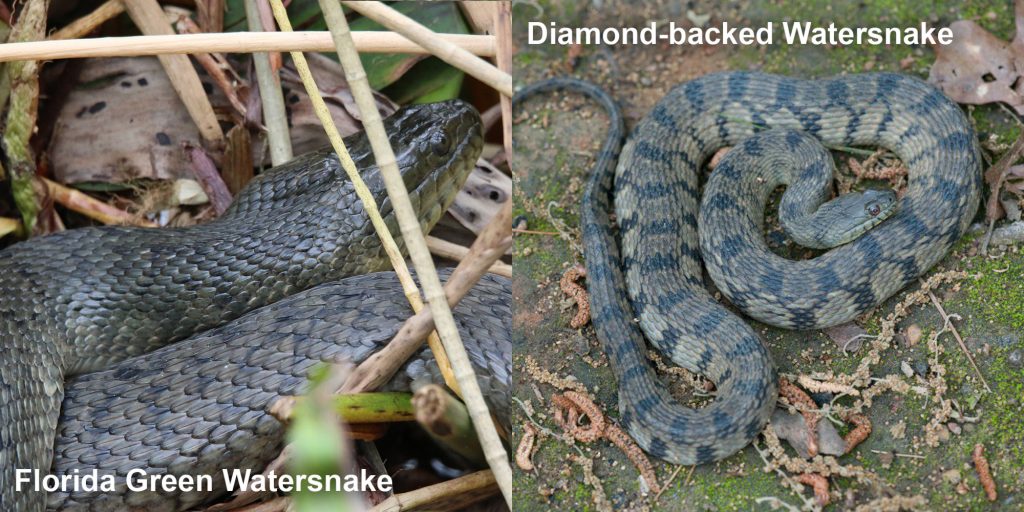 two images side by side - Image 1: Florida Green Watersnake dull green snake in marsh grass. Image 2: Diamond-backed Watersnake - gray and green snake with diamond pattern