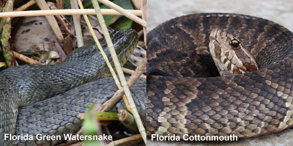 Side by side comparison of a Florida Green Watersnake and a Florida Cottonmouth.