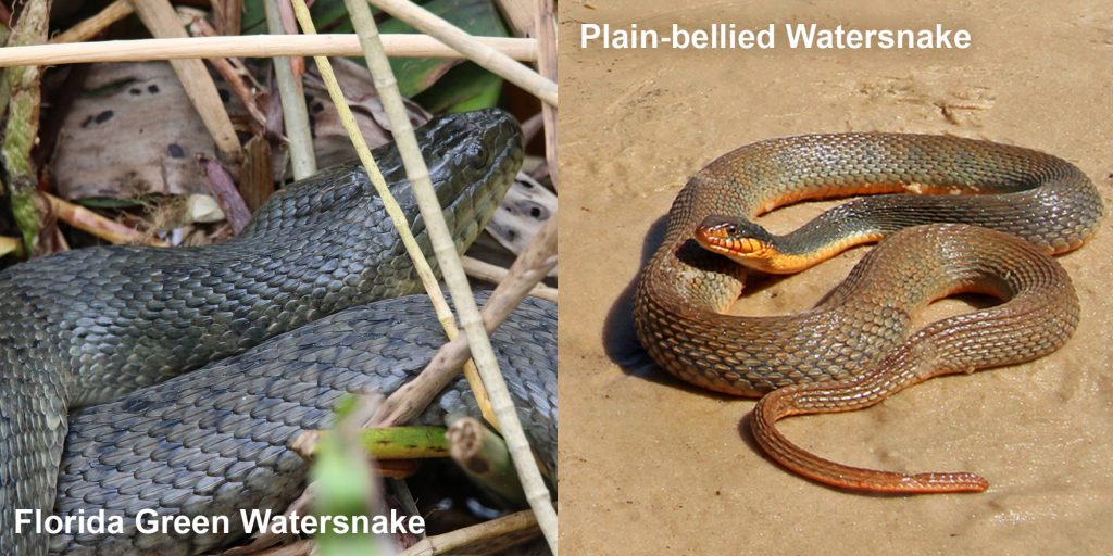 two images side by side - Image 1: dull green snake in marsh grass. Image 2: brown snake coiled on sandy river bank
