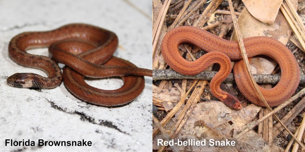 two images side by side - Image 1: Florida Brownsnake - small brown snake with tan under neck. Image 2: Red-bellied Snake - small orange snake with brown stripes