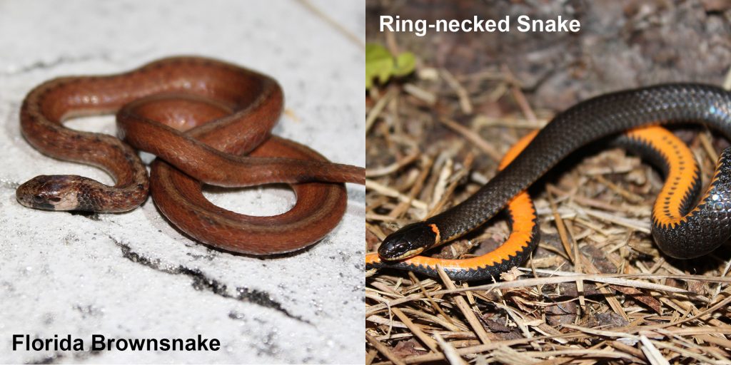 two images side by side - Image 1: Florida Brownsnake. small brown snake with tan under neck. Image 2: Ring-necked snake black snake coiled to show orange belly.