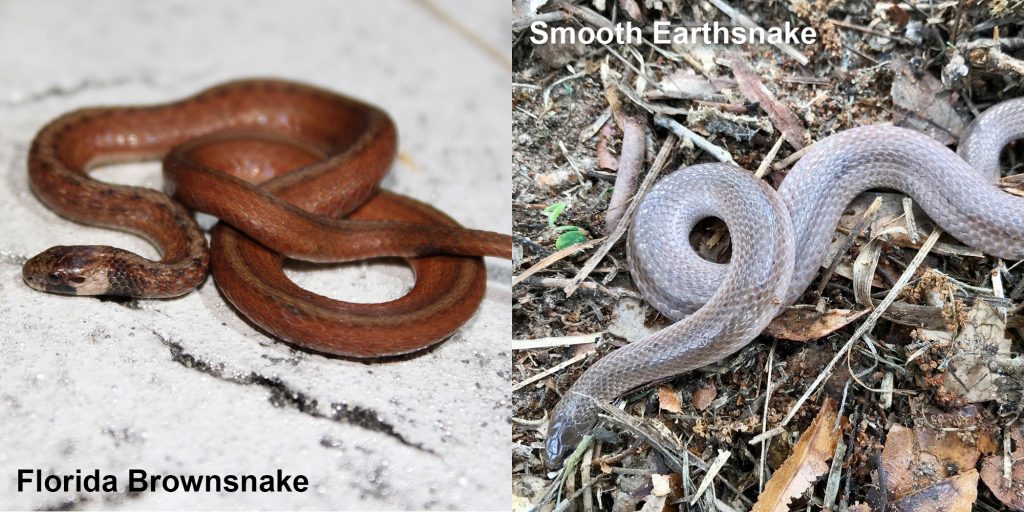 two images side by side - Image 1: Florida Brownsnake. small brown snake with tan under neck. Image 2: Smooth Earthsnake. gray snake with light lines