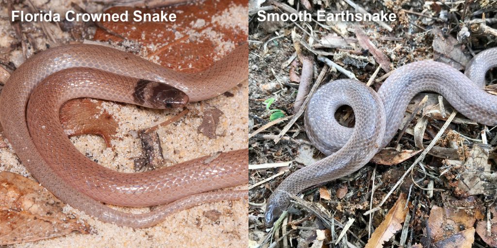 two images side by side - Image 1: Florida Crowned Snake, small pink snake with brown head. Image 2: Smooth Earthsnake. gray snake with light lines