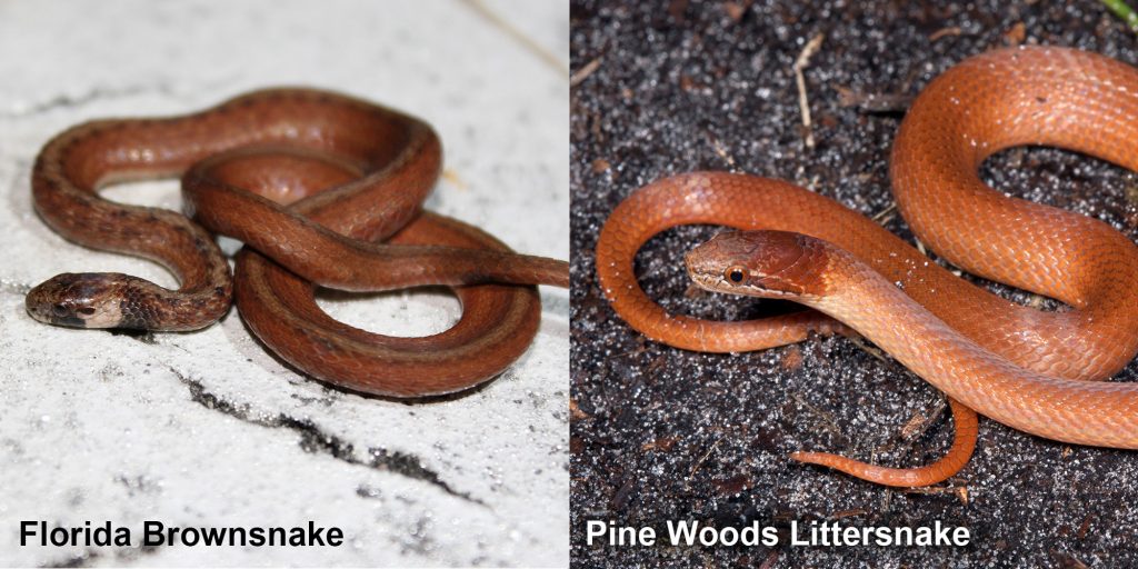 two images side by side - Image 1: Florida Brownsnake - small brown snake with tan under neck. Image 2: Pine woods Littersnake - orange brown snake.