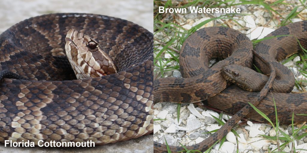 two images side by side - Image 1: Eastern coachwhip - snake with its head raised above the grass. Image 2: Florida Cottonmouth - coiled snake with its head raised.