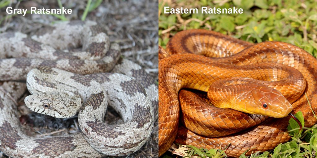 two images side by side - Image 1: Gray Ratsnake - coiled gray and brown snake.. Image 2: Eastern Ratsnake - coiled reddish-brown snake with darker stripes