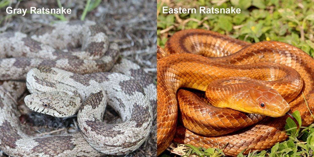 Rat Snake Species Unveiled: Discover the Fascinating World of These Serpents