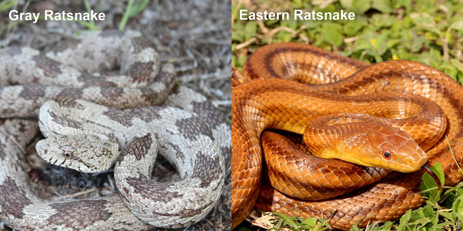 Eastern Ratsnake Florida Snake ID Guide