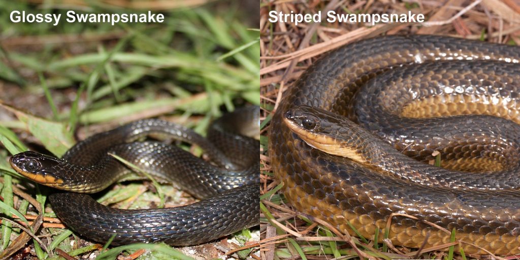two images side by side - Image 1: Glossy Swampsnake small black snake with yellow belly. Image 2: Striped Swampsnake. coiled snake with brown stripes