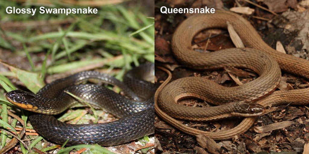 two images side by side - Image 1: small black snake with yellow belly. Image 2: brown snake on brown leaves