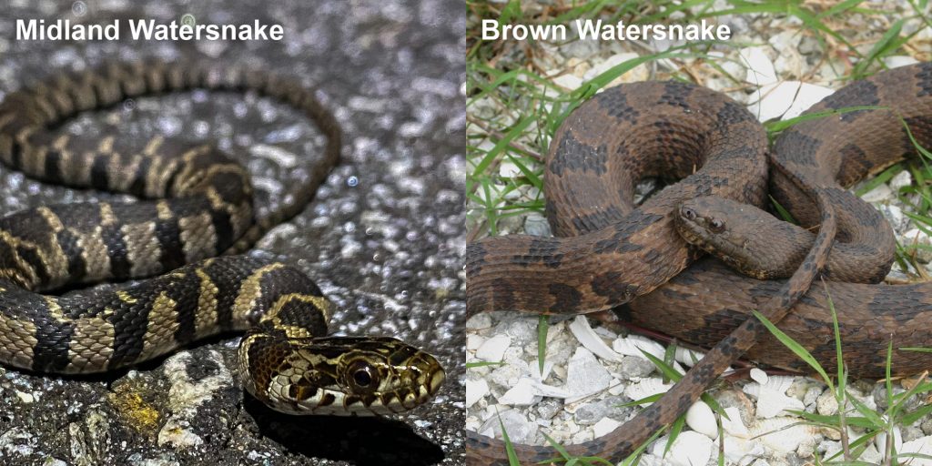 two images side by side - Image 1: Midland Watersnake - small patterned snake on pavement. Image 2: Adult brown watersnake - coiled brown snake with dark brown markings.