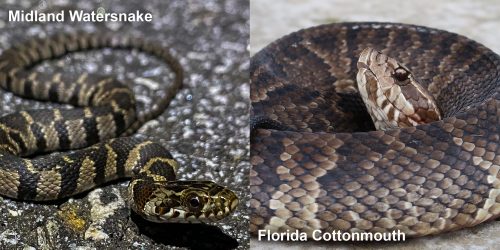 two images side by side - Image 1: Striped Midland Watersnake - small patterned snake on pavement Image 2: Florida Cottonmouth coiled with head raised.