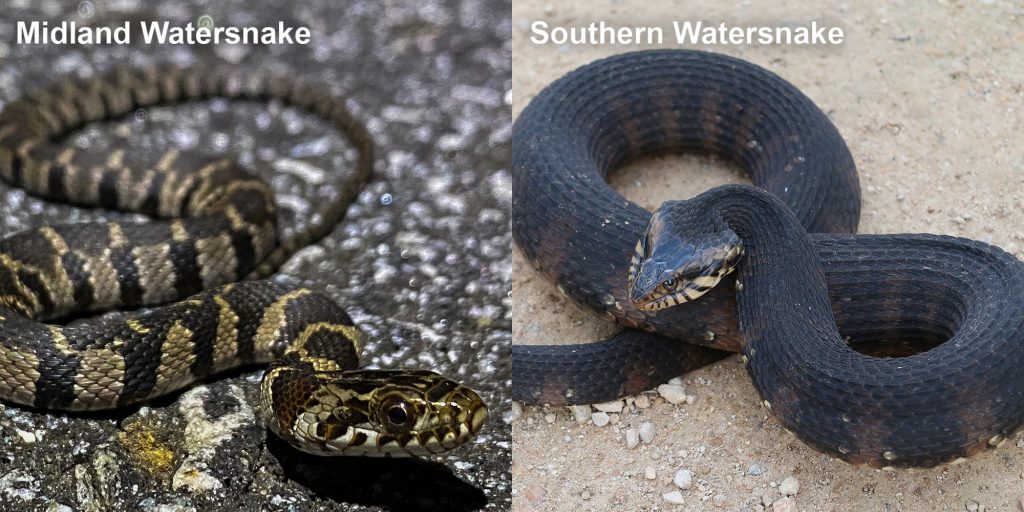 wetland snakes