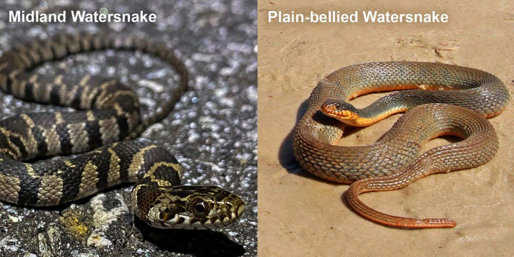 two images side by side - Image 1: small patterned snake on pavement. Image 2: brown snake coiled on sandy river bank