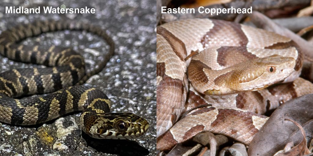 two images side by side - Image 1: Striped Midland Watersnake - small patterned snake on pavement. Image 2: Eastern Copperhead - tan and brown patterned snake.