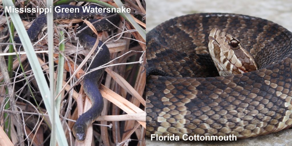 Side by side comparison of a Mississippi Green Watersnake and a Florida Cottonmouth