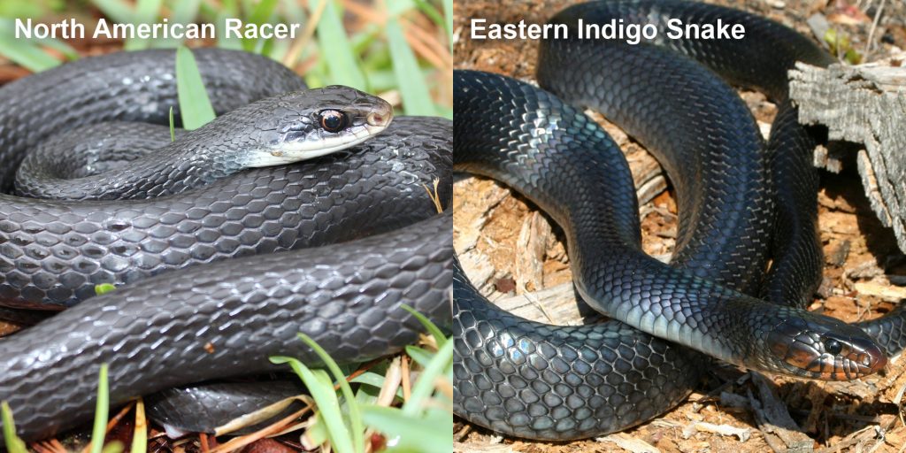 two images side by side - Image 1: North American Racer - coiled blue-black snake. Image 2: Eastern Indigo Snake - blue-black snake with red marking under its jaw.