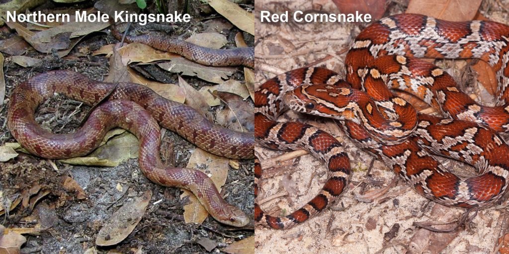 two images side by side - Image 1: Northern Mole Kingsnake - brown snake on leaf litter. Image 2: Juvenile red cornsnake snake with red and orange markings