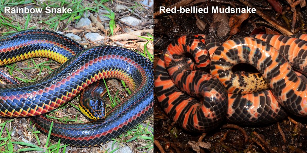 Two images side by side - Image 1: Rainbow Snake - long fat snake with black red and yellow stripes. Image 2: Red-bellied Snake - small orange snake with brown stripes.