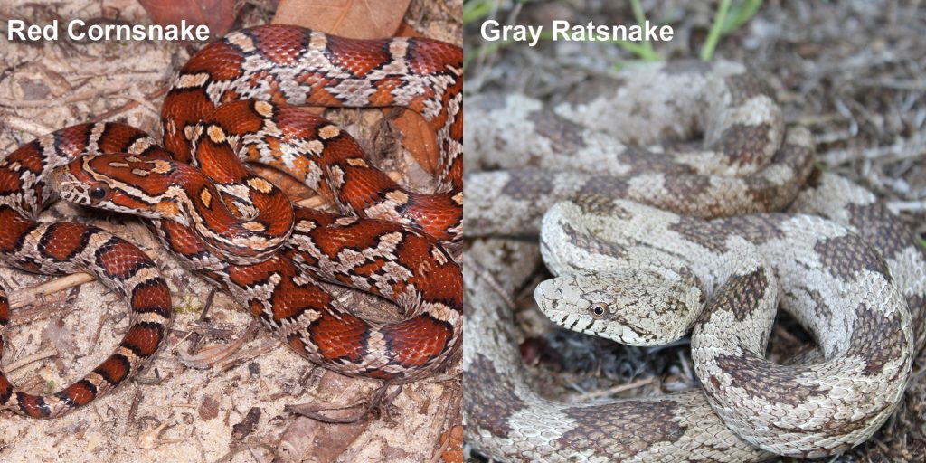 two images side by side - Image 1: Red Cornsnake - snake with red and orange markings. Snake is showing black and red tongue. Image 2: Gray ratsnake - coiled gray and brown snake.