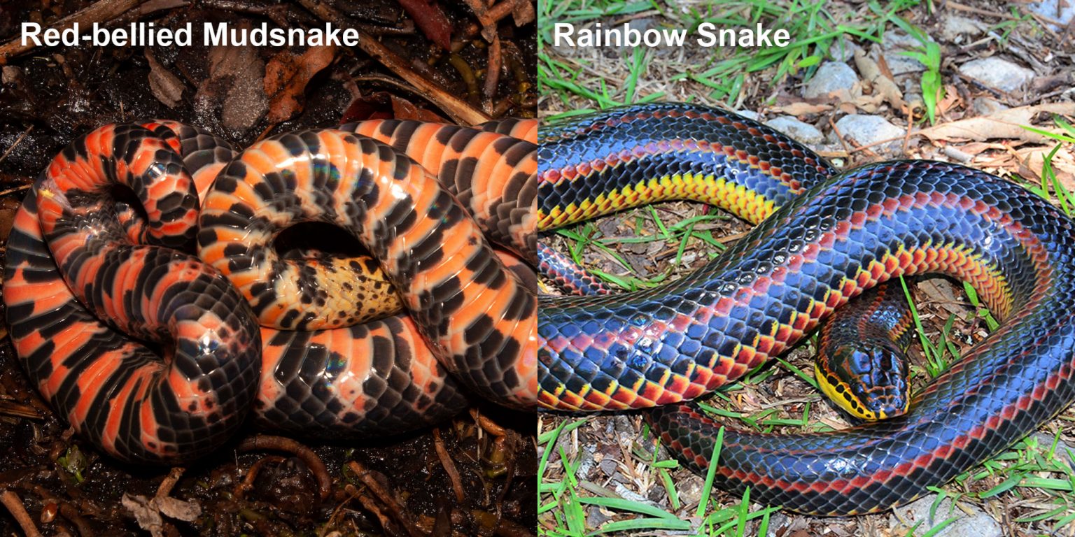 Rainbow Snake Florida Snake ID Guide