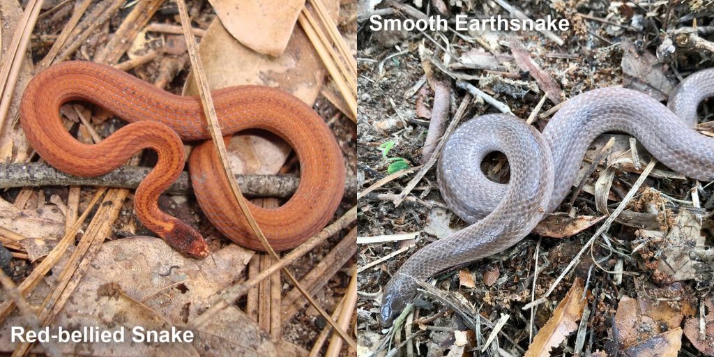 two images side by side - Image 1: Red-bellied Snake. small orange snake with brown stripes. Image 2: Smooth Earthsnake. gray snake with light lines