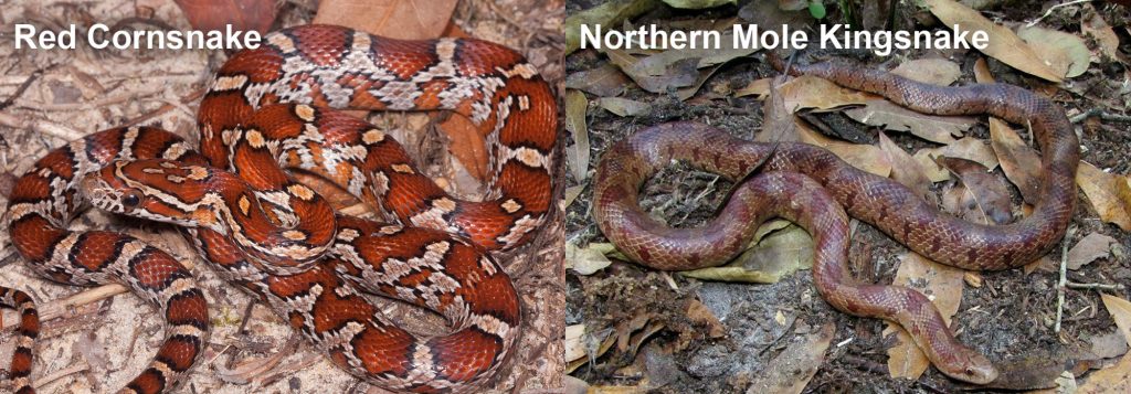 two images side by side - Image 1: Juvenile red cornsnake snake with red and orange markings Image 2: Northern Mole Kingsnake - brown snake on leaf litter.