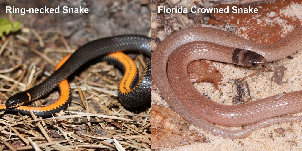 two images side by side - Image 1: Ring-necked snake black snake coiled to show orange belly. Image 2: Florida Crowned Snake, small pink snake with brown head