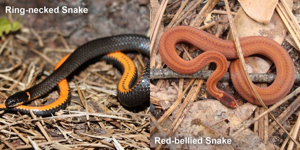 two images side by side - Image 1: Ring-necked snake - black snake coiled to show orange belly. Image 2: Red-bellied Snake - small orange snake with brown stripes