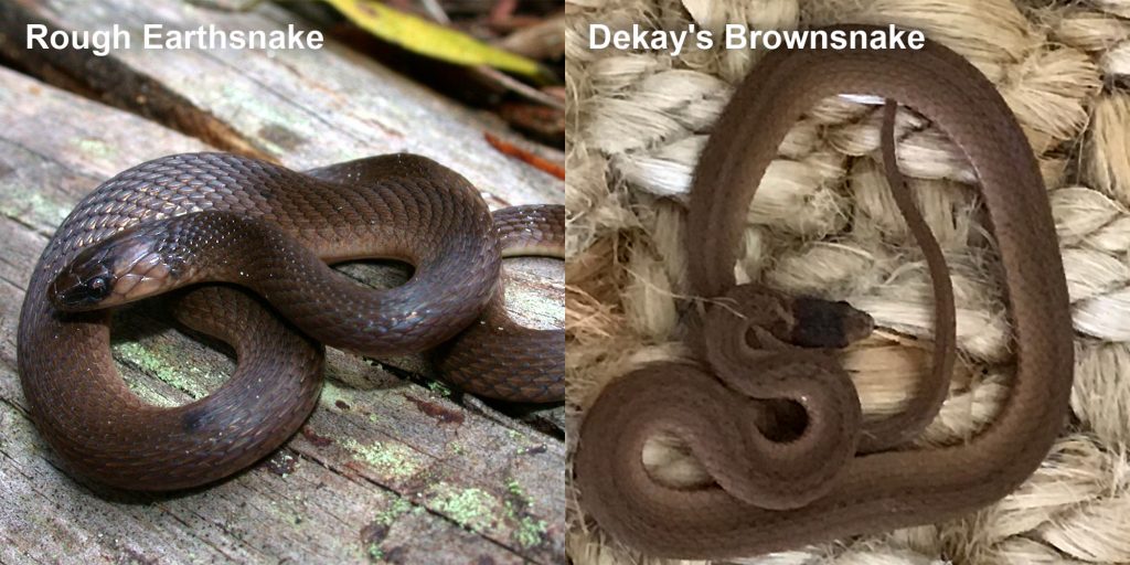 two images side by side - Image 1: Rough Earthsnake - brown snake coiled on a log. Image 2: Dekay's Brownsnake - small brown snake on fiber.