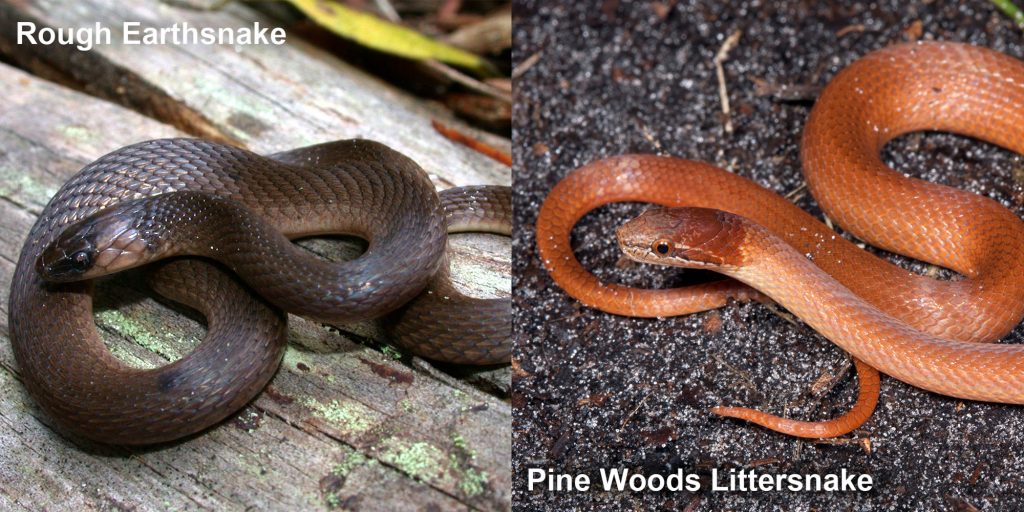 two images side by side - Image 1: Rough Earthsnake - brown snake coiled on a log. Image 2: Pine woods Littersnake - orange brown snake.