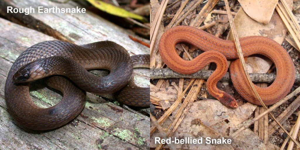 two images side by side - Image 1: Rough Earthsnake - brown snake coiled on a log. Image 2: Red-bellied Snake - small orange snake with brown stripes