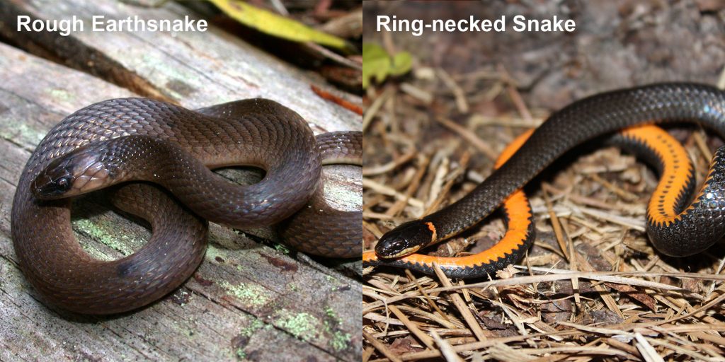 two images side by side - Image 1: Rough Earthsnake. brown snake coiled on a log. Image 2: Ring-necked snake black snake coiled to show orange belly.